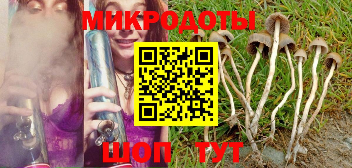 Галлюциногенные грибы Psilocybine cubensis Карачаевск